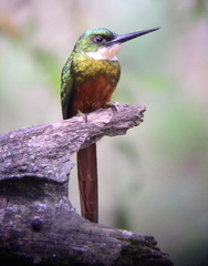 Rufous-tailed Jacamar